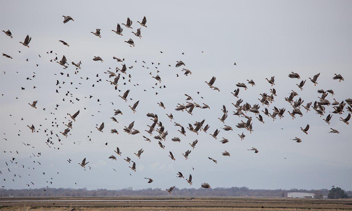 A common fall and winter visitor in Dixie, specklebellies have become more popular with hunters. Photo © Tom Rassuchine