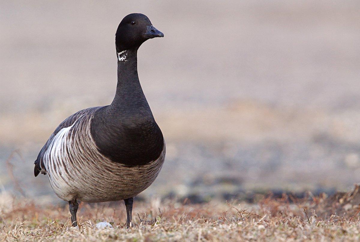 Atlantic Brant