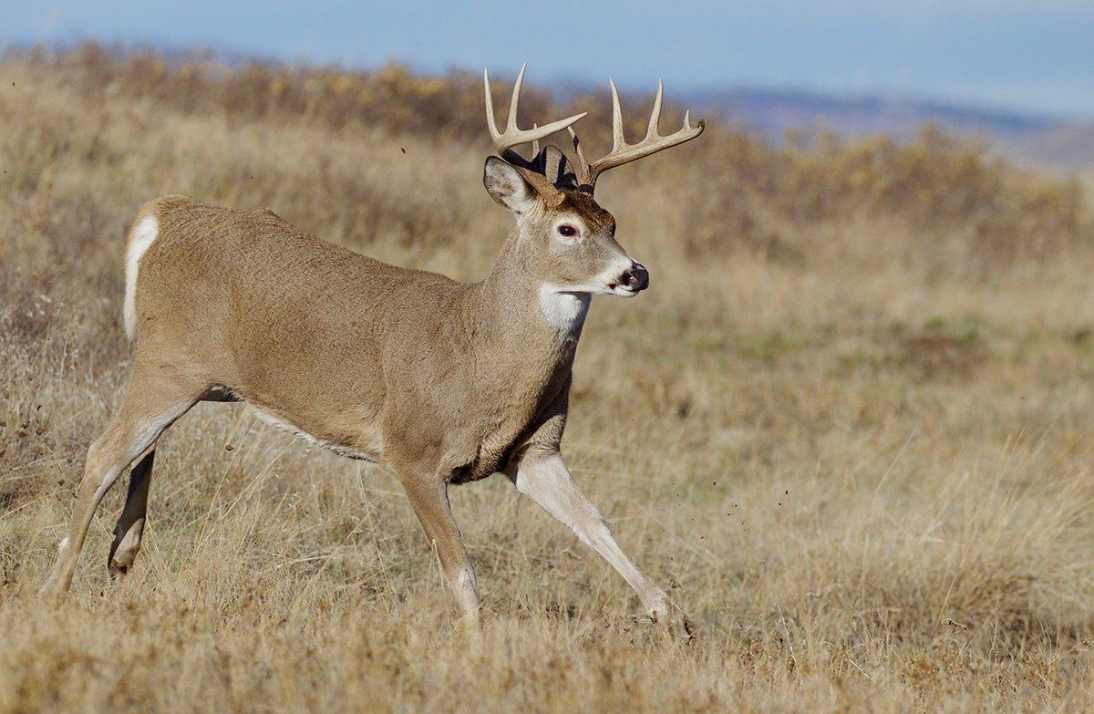 CWD deer or this restaurant???