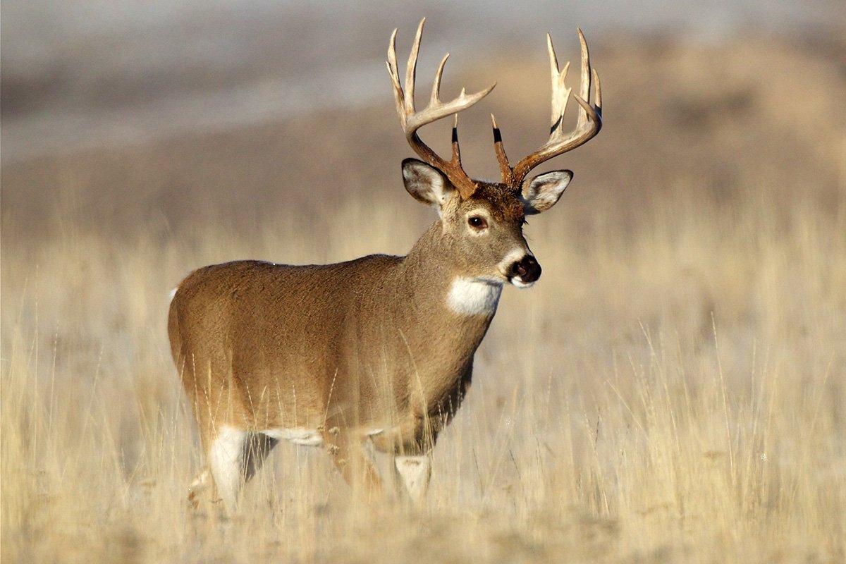 deer kill shot placement archery