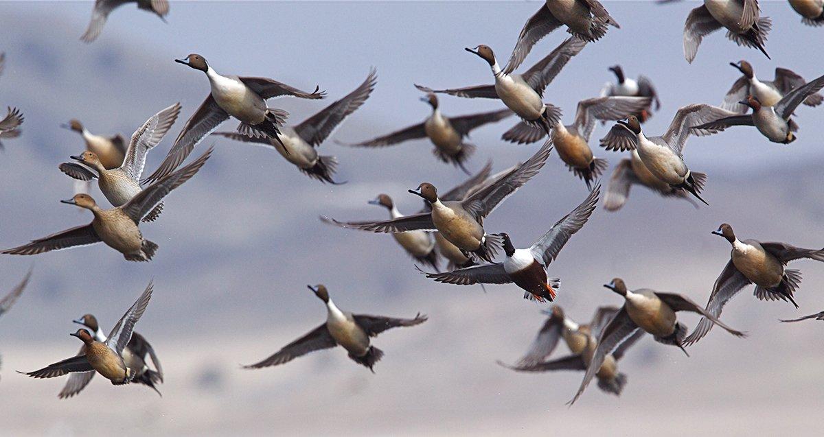 Breeding pintail numbers decreased in 2016, but overall duck populations remain high. Photo © Tom Reichner/Shutterstock