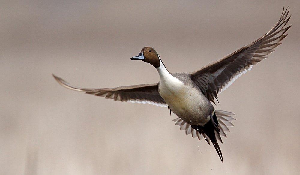 Pacific Flyway hunting often involves pintails, whether on California's famed marshes or elsewhere in this waterfowl-rich flyway. Photo © Tom Reichner/Shutterstock