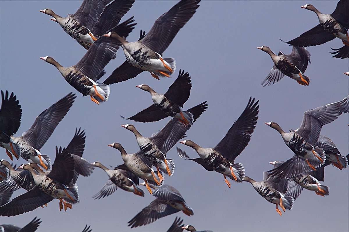 Pacific Flyway hunters have reported seeing great migrations of specklebellies this season. Photo © Tom Reichner/Shutterstock Pacific Flyway hunters have reported seeing great migrations of specklebellies this season. Photo © Tom Reichner/Shutterstock