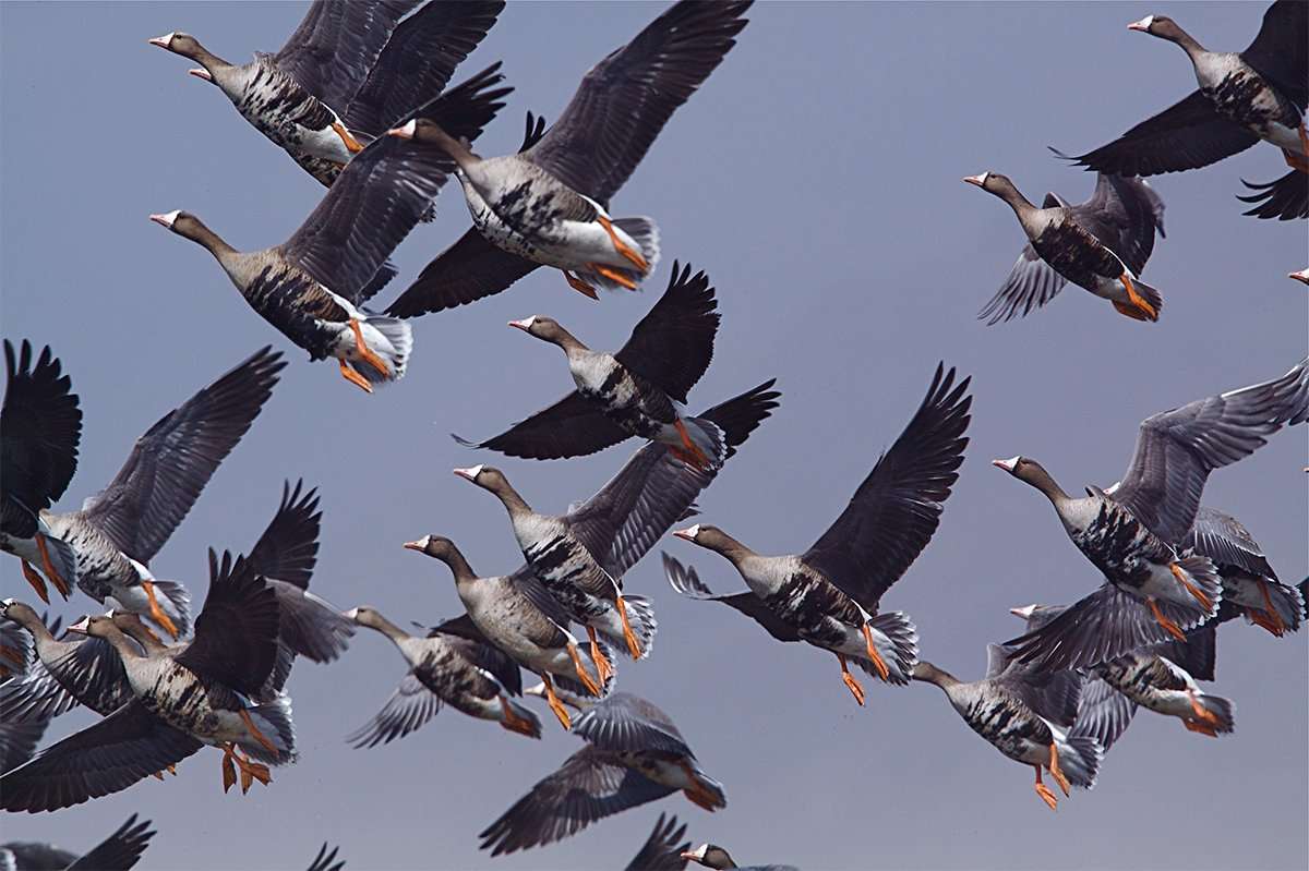 Pacific Flyway hunters have reported seeing great migrations of specklebellies this season. Photo © Tom Reichner/Shutterstock