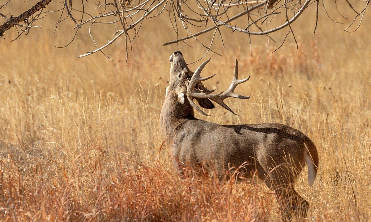 A scrape without a broken licking branch isn't worth hunting. (Tom Tietz Image / Shutterstock)