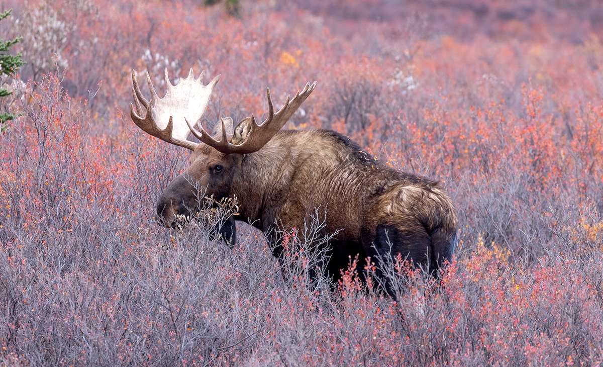 Alaska Yukon Moose