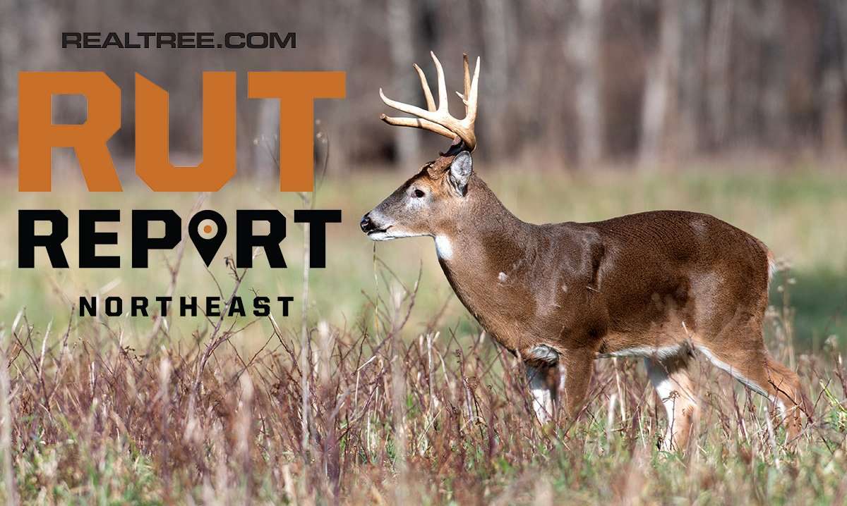 Northeast Rut Report: Pre-Rut Is Popping, but EHD Evidence Is in the Air - ctony_campbell-shutterstock-ne_0