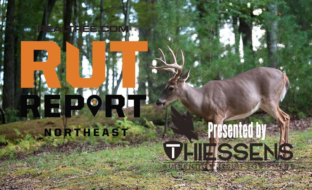 Northeast Rut Report: The Rut Is About to Pop - ctony_campbell-shutterstock-rut-ne