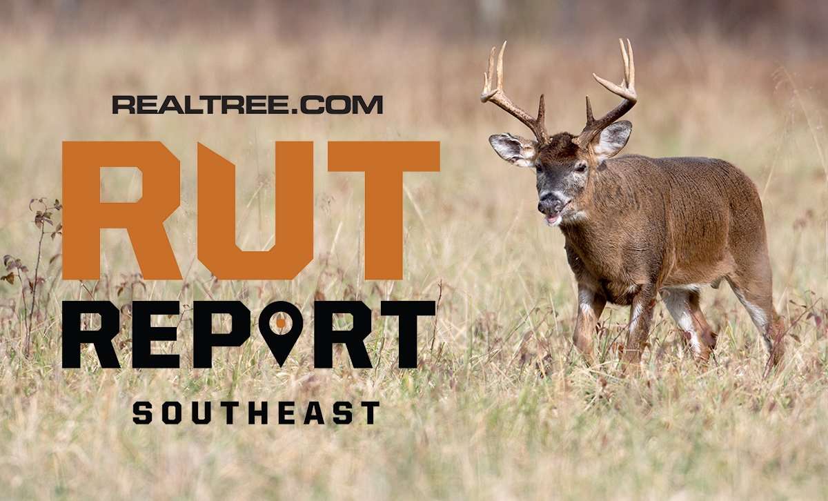 Southeast Rut Report: Get Your Butt in a Tree Right Now - ctony_campbell-shutterstock-se_1