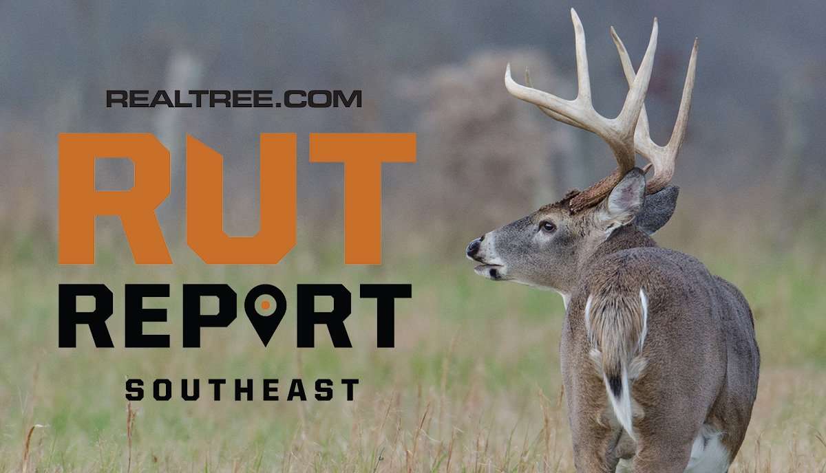 Southeast Rut Report: Mature Bucks Still Moving as Rut Wanes - ctony_campbell-shutterstock-se_3