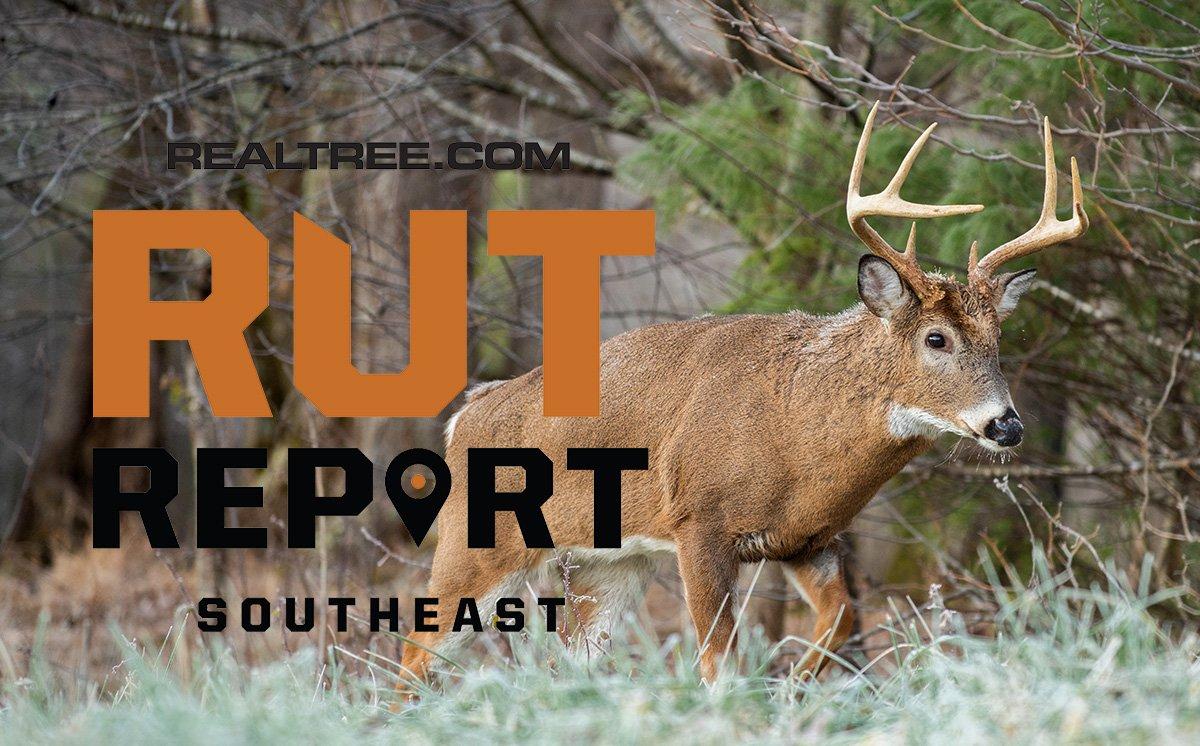 Southeast Rut Report Rut Action Heats Up in Deep South Realtree Camo
