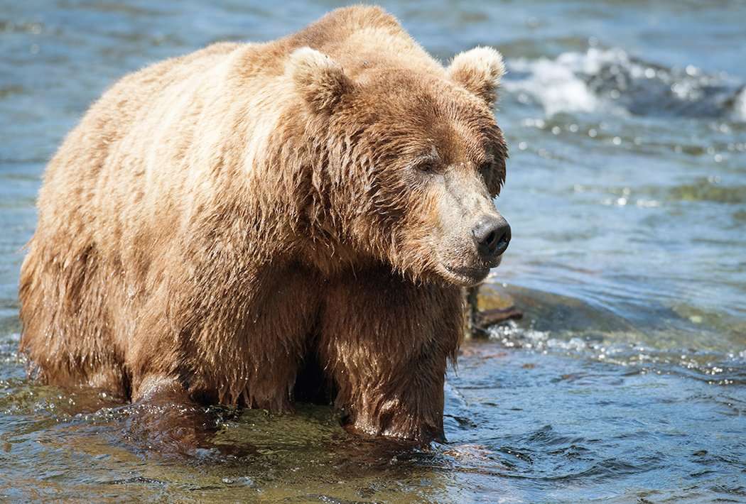 Alaska Brown Bear