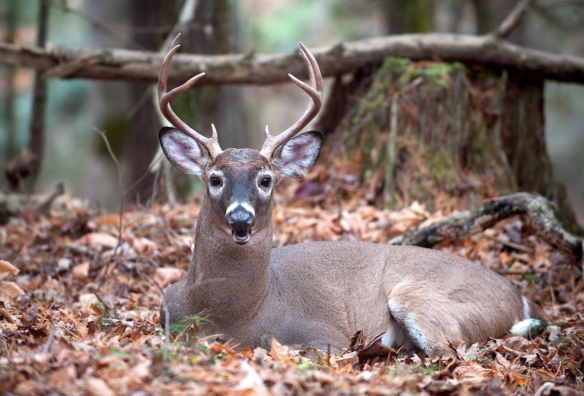 Finding where deer bed is a difficult, but necessary task. (Shutterstock / Tony Campbell photo)