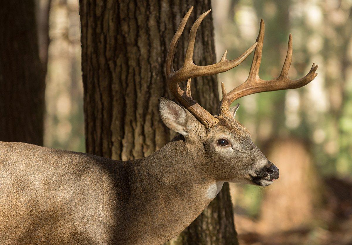 Can you sneak up on a buck in his bedroom? (Tony Campbell / Shutterstock)