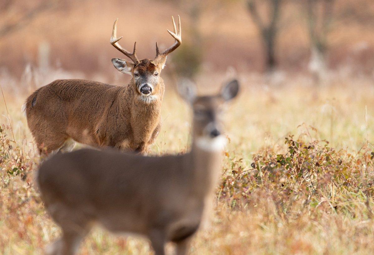 Don't let that pesky doe keep you from notching your buck tag. (Shutterstock / Tony Campbell photo)