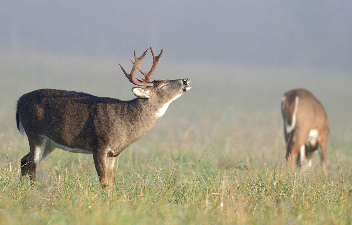 Are you hunting at the right time? (Tony Campbell/Shutterstock photo)