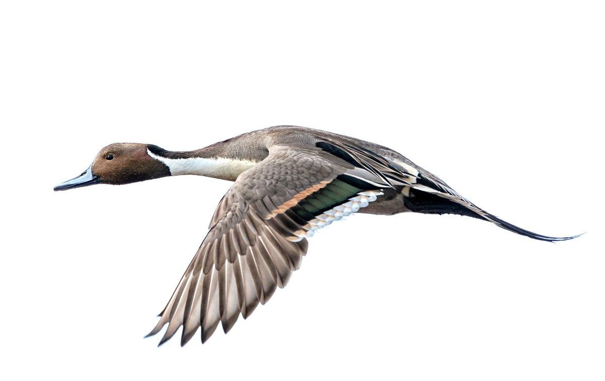 The U.S. Fish and Wildlife Service is calling for a one-pintail daily bag limit in all flyways for the 2017-'18 duck season. Photo © TPC Imagery/Mike Jackson/Shutterstock