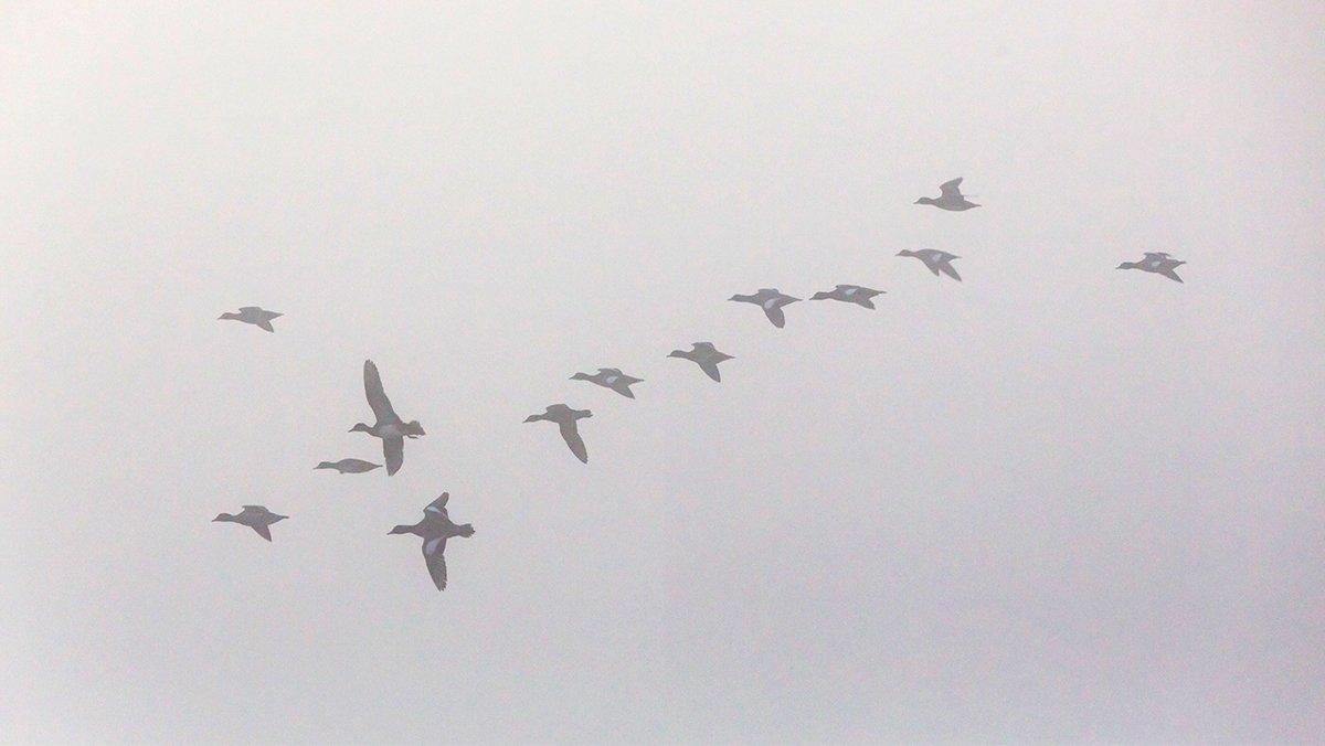 Ducks and geese often fly low during foggy conditions, and they can be susceptible to calling. Photo © TTPhoto/Shutterstock