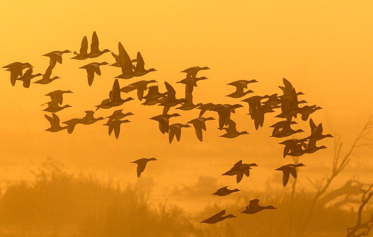 Large flocks of ducks present great opportunity, but things might get crazy if several shooters are involved. Photo © T.T. Photo/Shutterstock