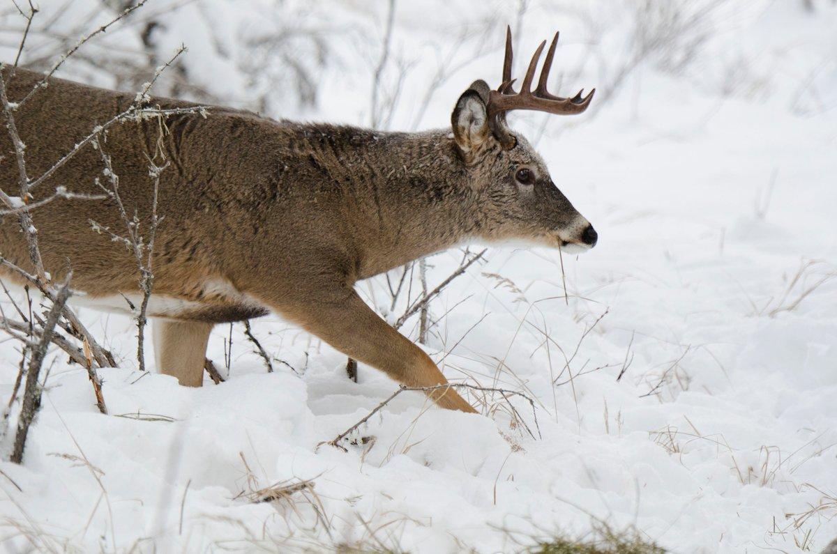 Answers to Common Questions About Deer Antlers - Realtree Store