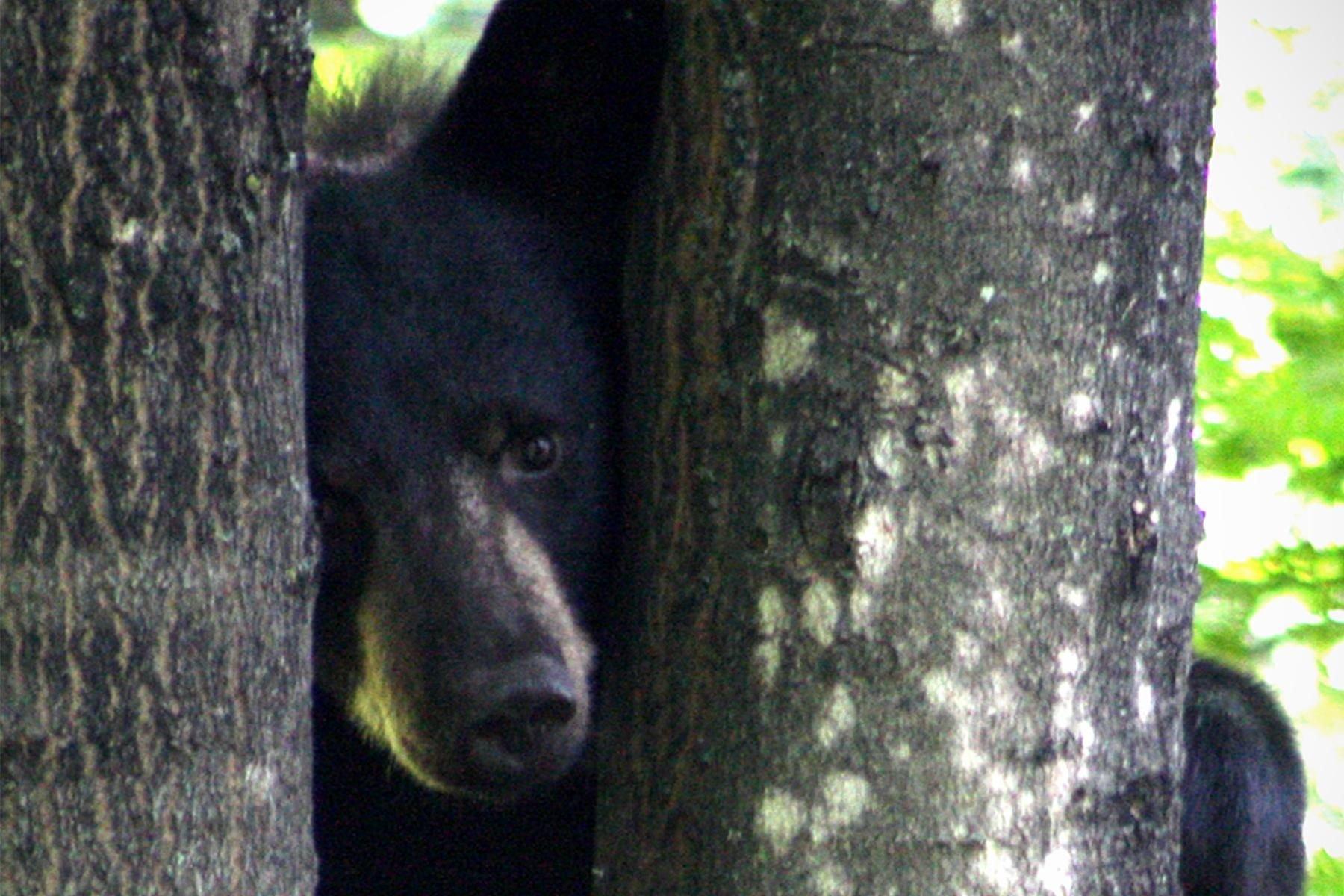 After crashing through a skylight, a young black bear decides to eat birthday cupcakes it discovers on a table.