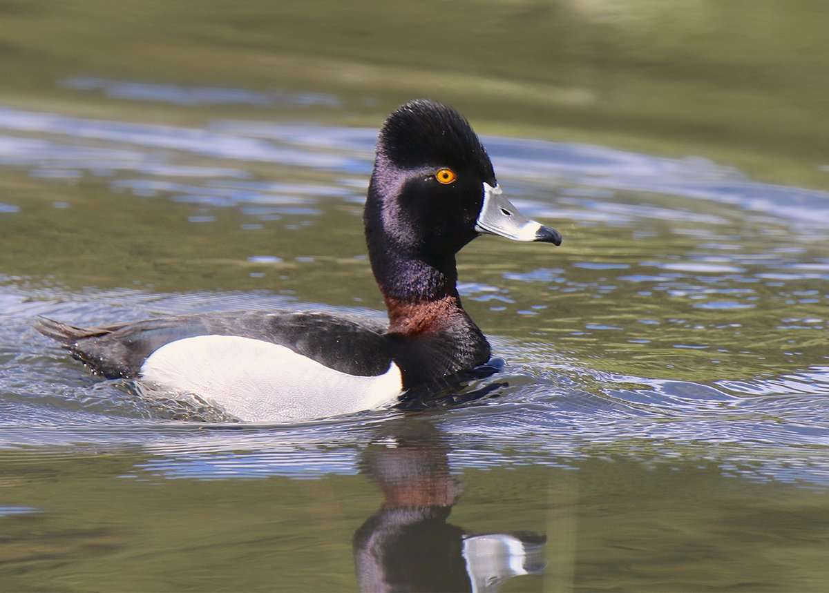 Some diving ducks have shown up along the Atlantic coast, but the major push hasn't occurred yet. Photo © Vagabond54/Shutterstock