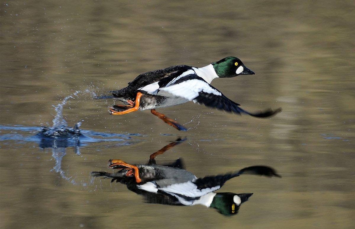 Goldeneyes