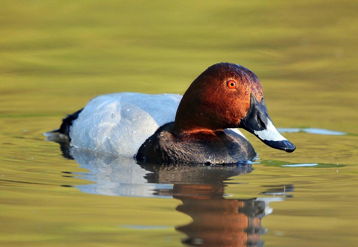 Seeing a common pochard was one of the highlights of the author's European vacation. Photo © Victor Tyakht/Shutterstock