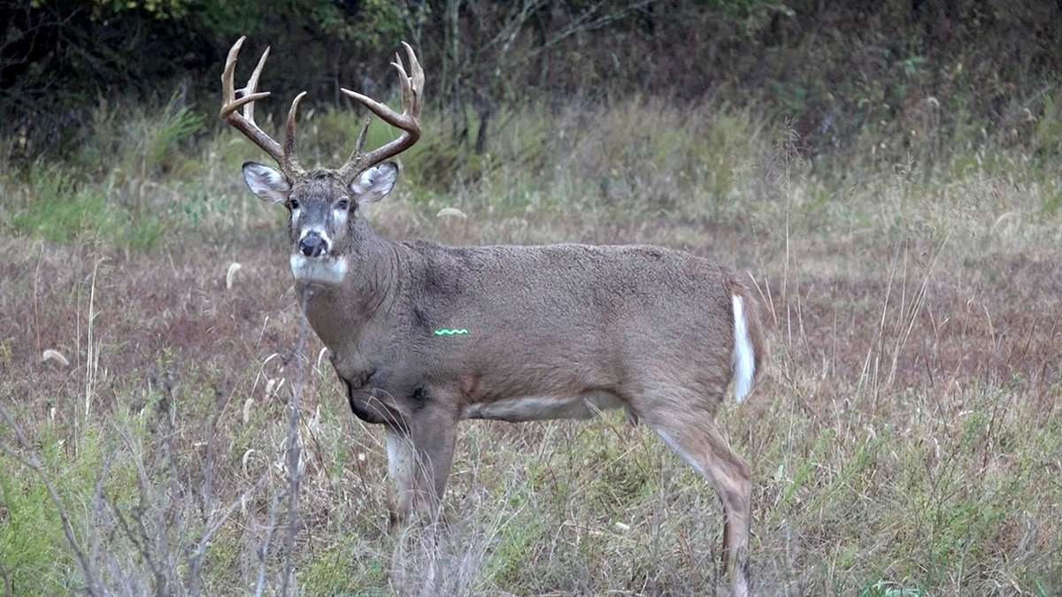 Ward knew it was a good shot just as soon as he sent it. Image by Red Rising TV Ward knew it was a good shot just as soon as he sent it. Image by Red Rising TV