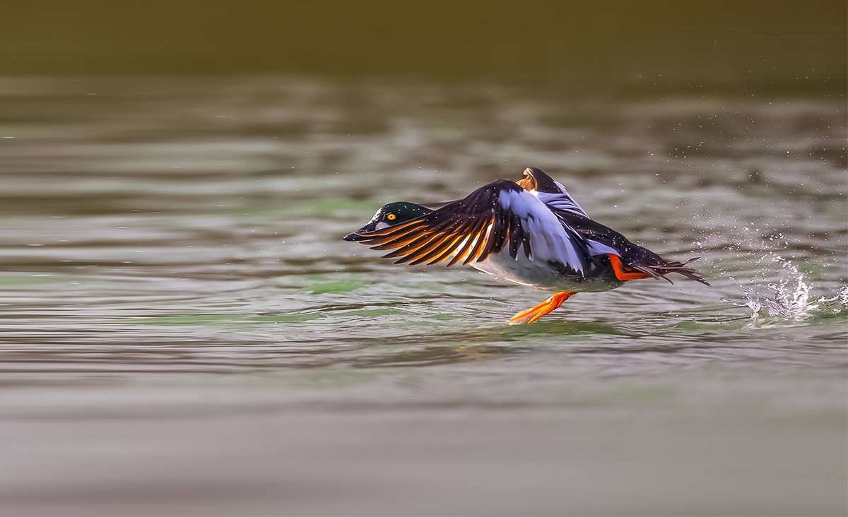Many species of ducks moved south as a major front swept across the country, leaving only hardy goldeneyes, mallards, black ducks and geese in northern regions. Photo © Wang Liqiang/Shutterstock