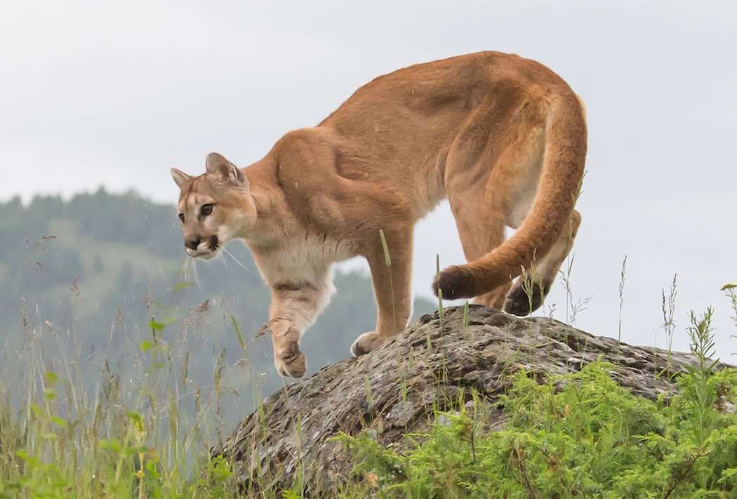Cougar