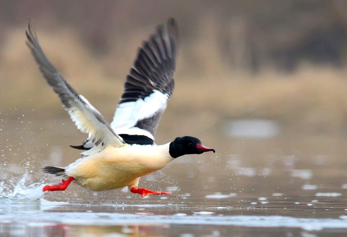 Other Mergansers