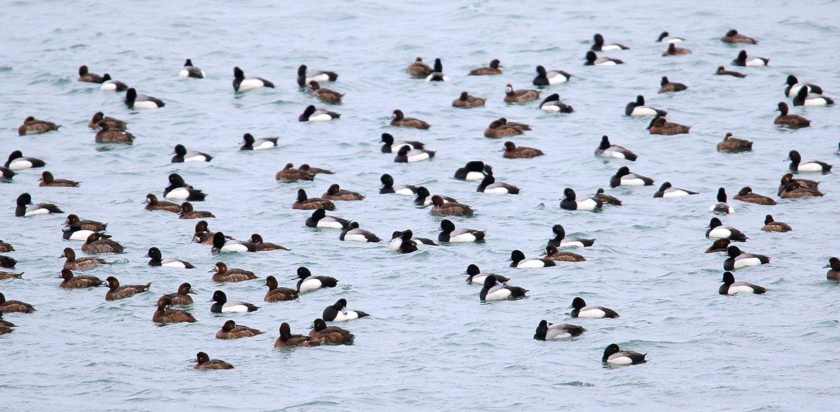 Divers Like to Fly Over Their Brothers