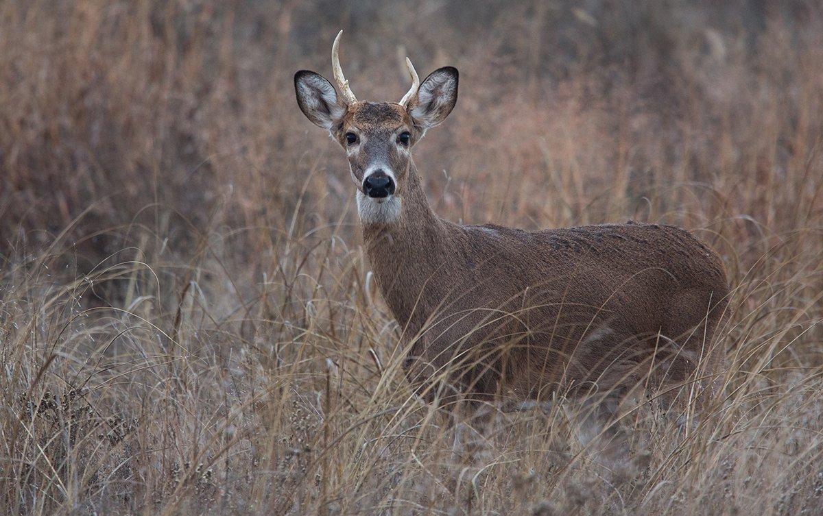 Don't assume a spike will be inferior as an older buck. (Shutterstock / William T. Smith photo)