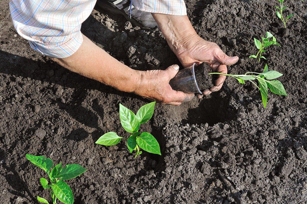 Planting a garden, even if it is just a tomato or two in pots on your patio, will provide your family with fresh produce.  © yuris-Shutterstock-gardening.jpg