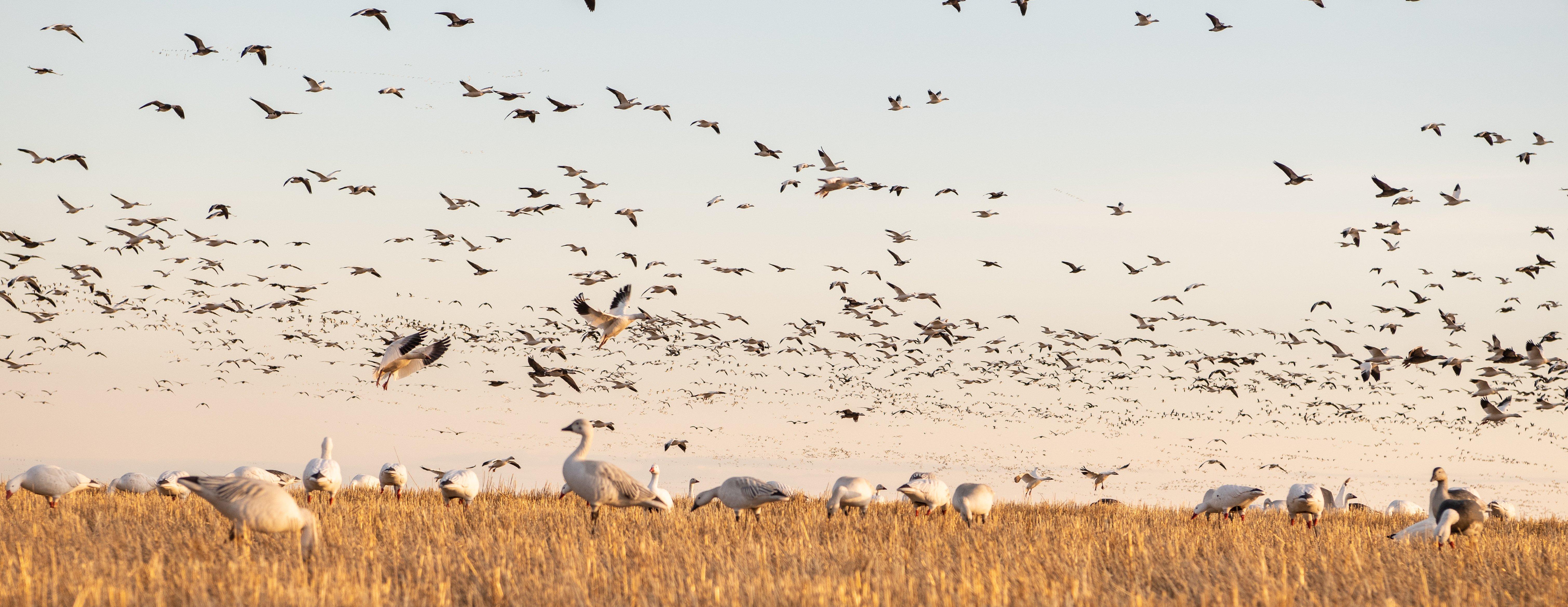 Spring light-goose hunters aren't sure what they'll encounter this season, but glimmers of hope exist. Photo by Zach LaBorde