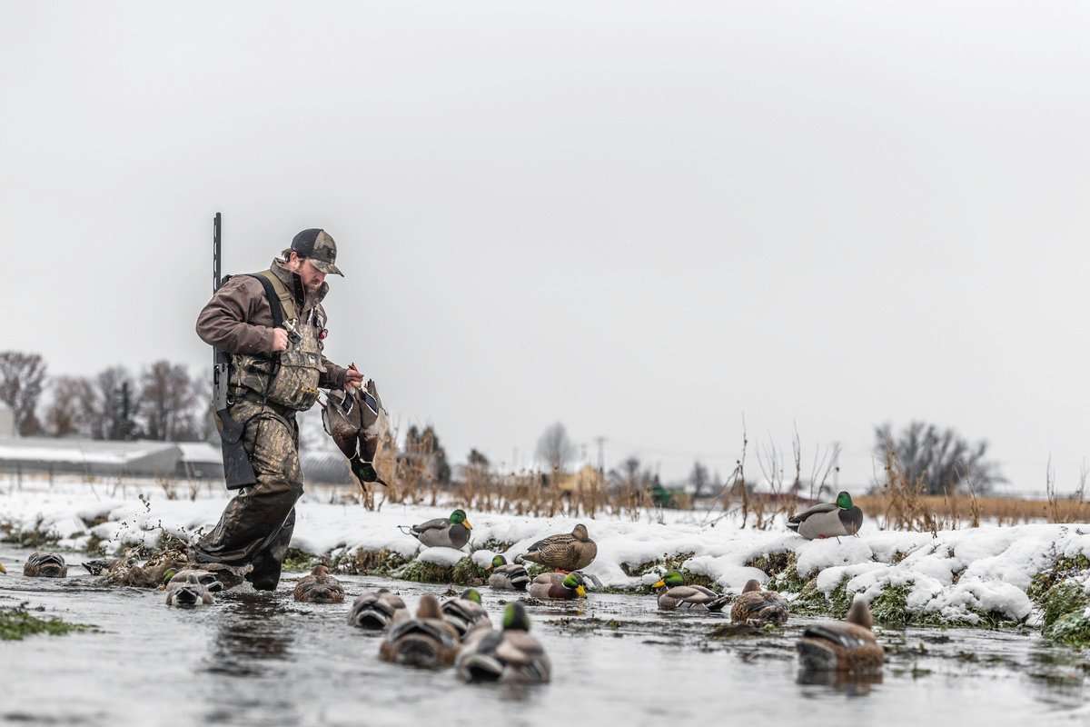 Puddlers are scarce in many areas of the flyway. Divers are showing up in decent numbers, but not as heavily as in previous years. Photo © Zach LaBorde