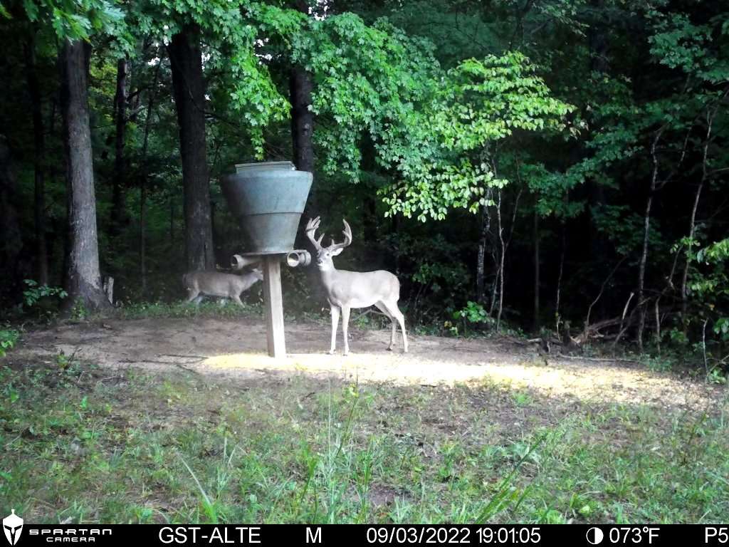 Culbreth had to come up with an unusual plan to hunt the buck without spooking him.