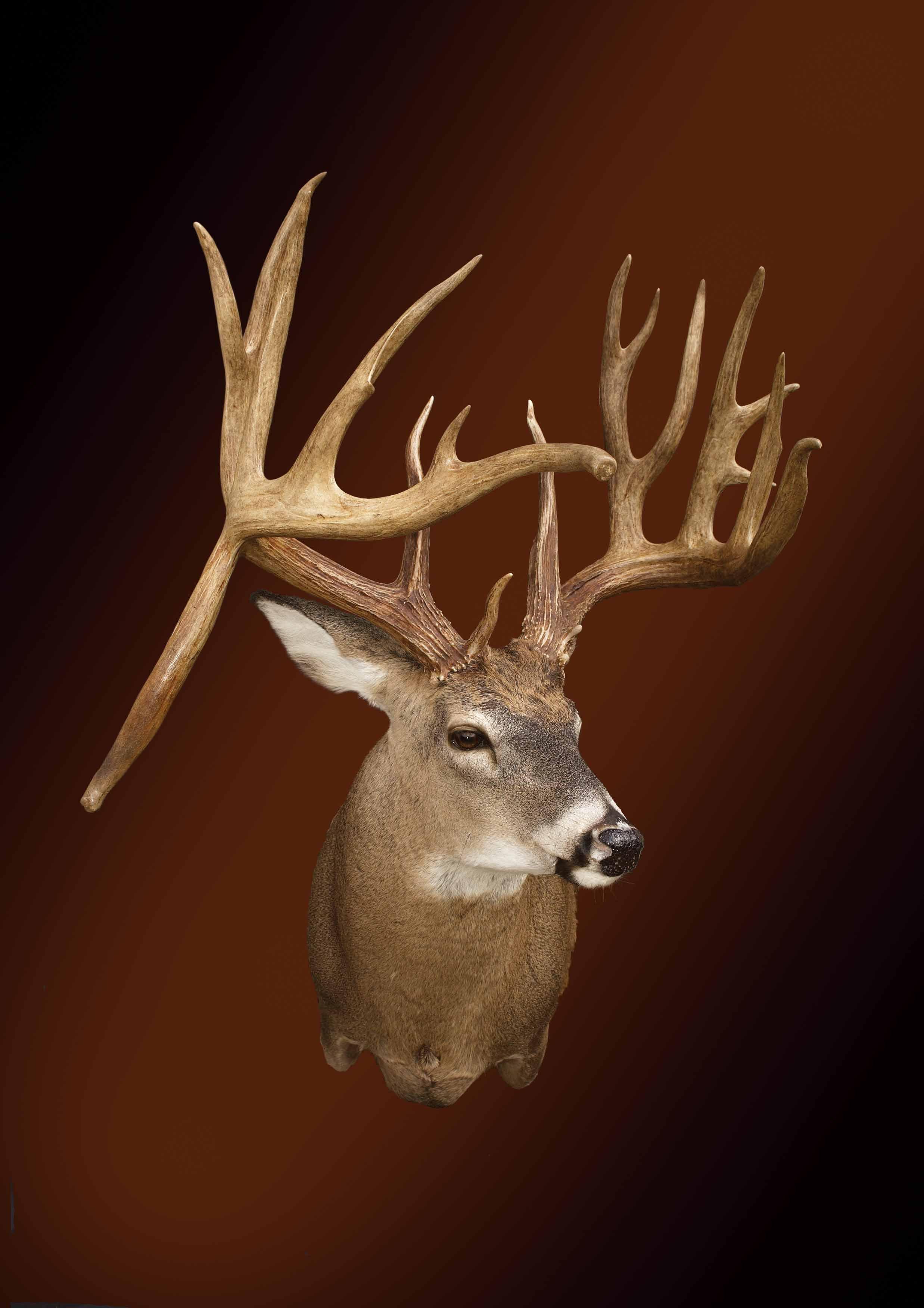 The Dan Miller Buck