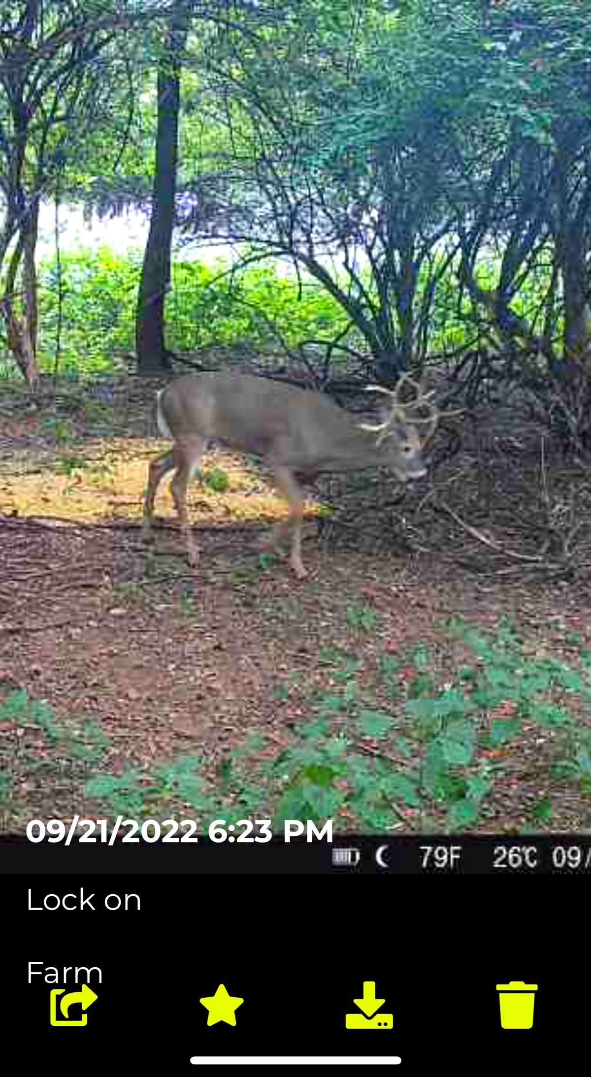 The buck was a regular on Humphrey's trail camera. The buck was a regular on Humphrey's trail camera.