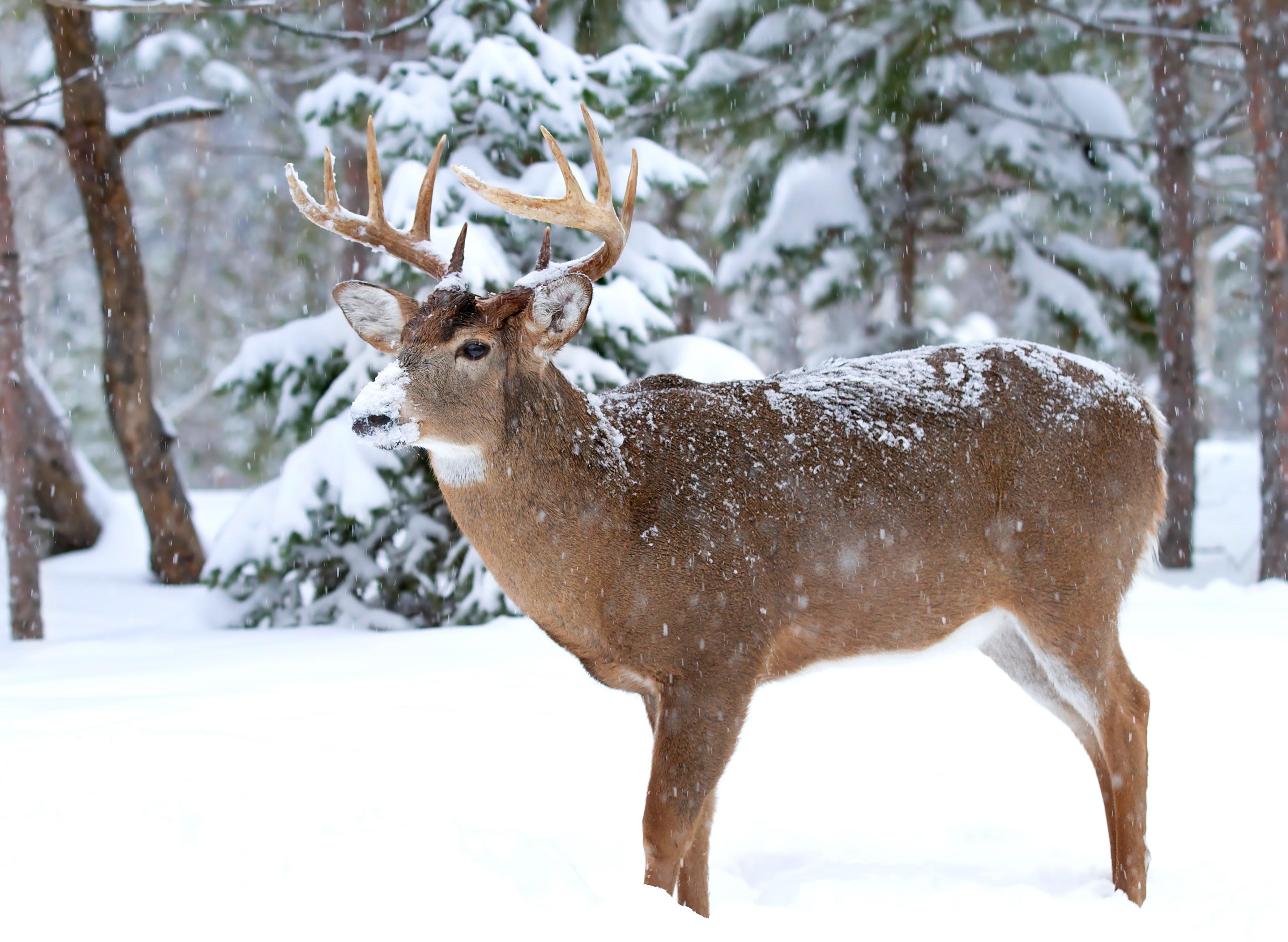 Image: december_plan_13