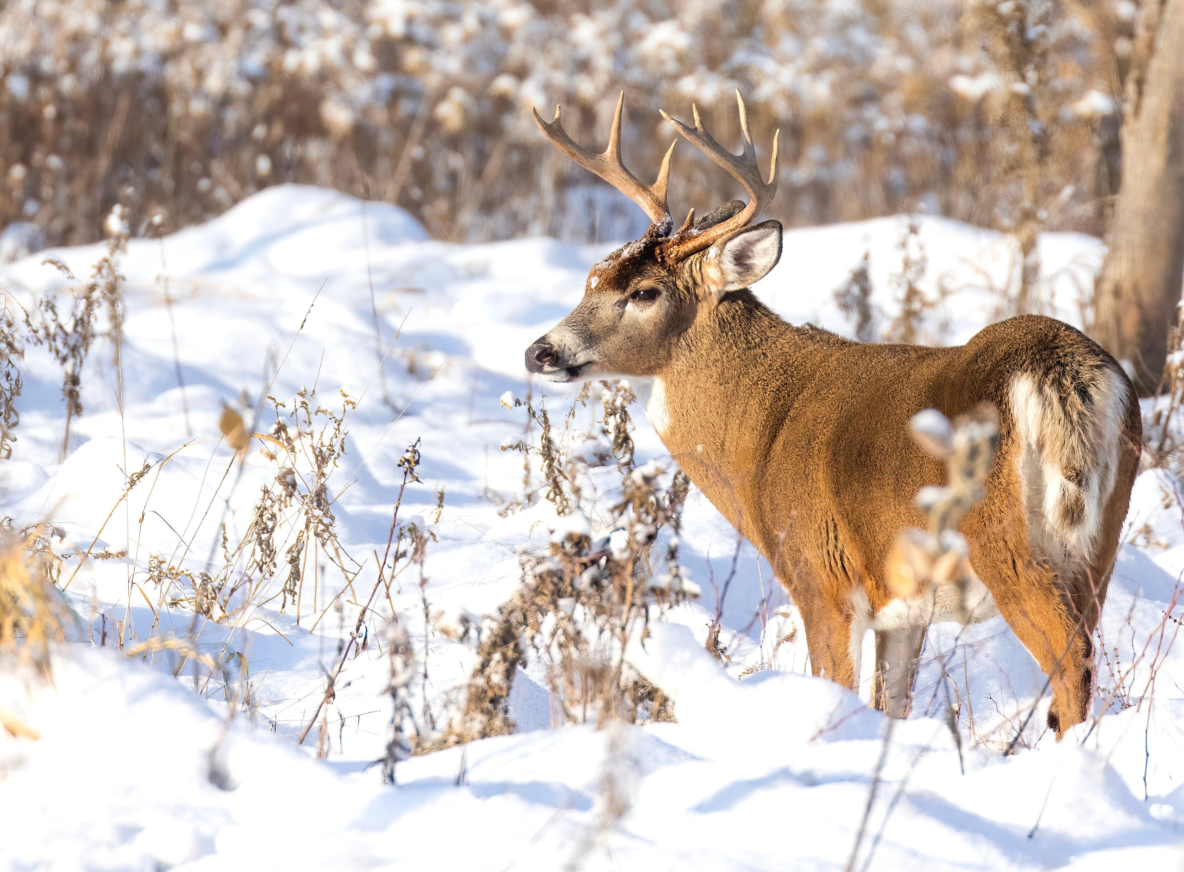 Image: december_plan_14