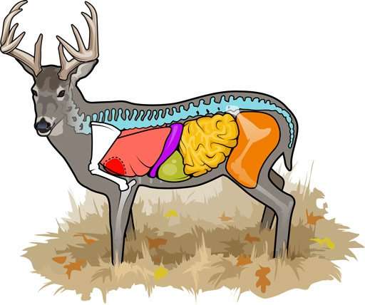 Illustrations by Ryan Kirby
