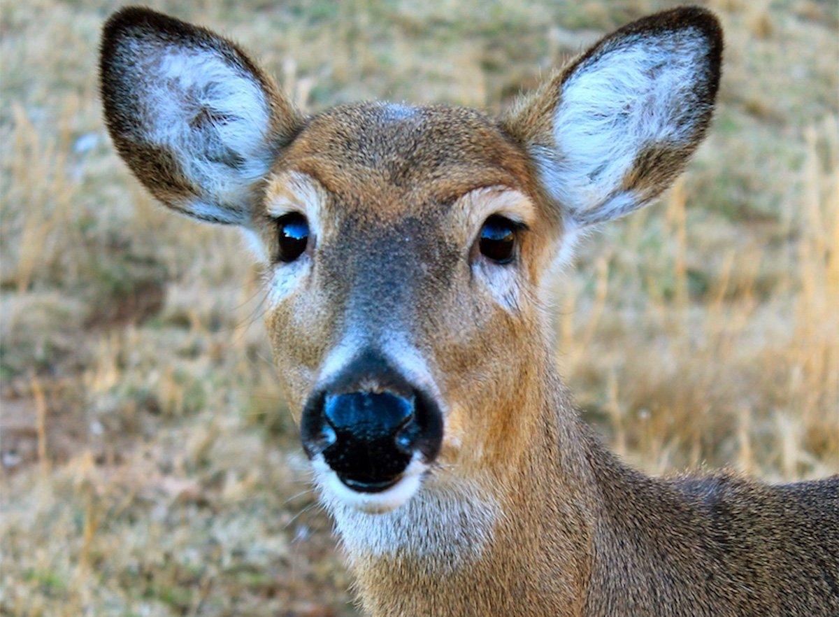 Deer harvest totals are trickling in. While some states are up year-over-year, others are down. (Josh Honeycutt photo)