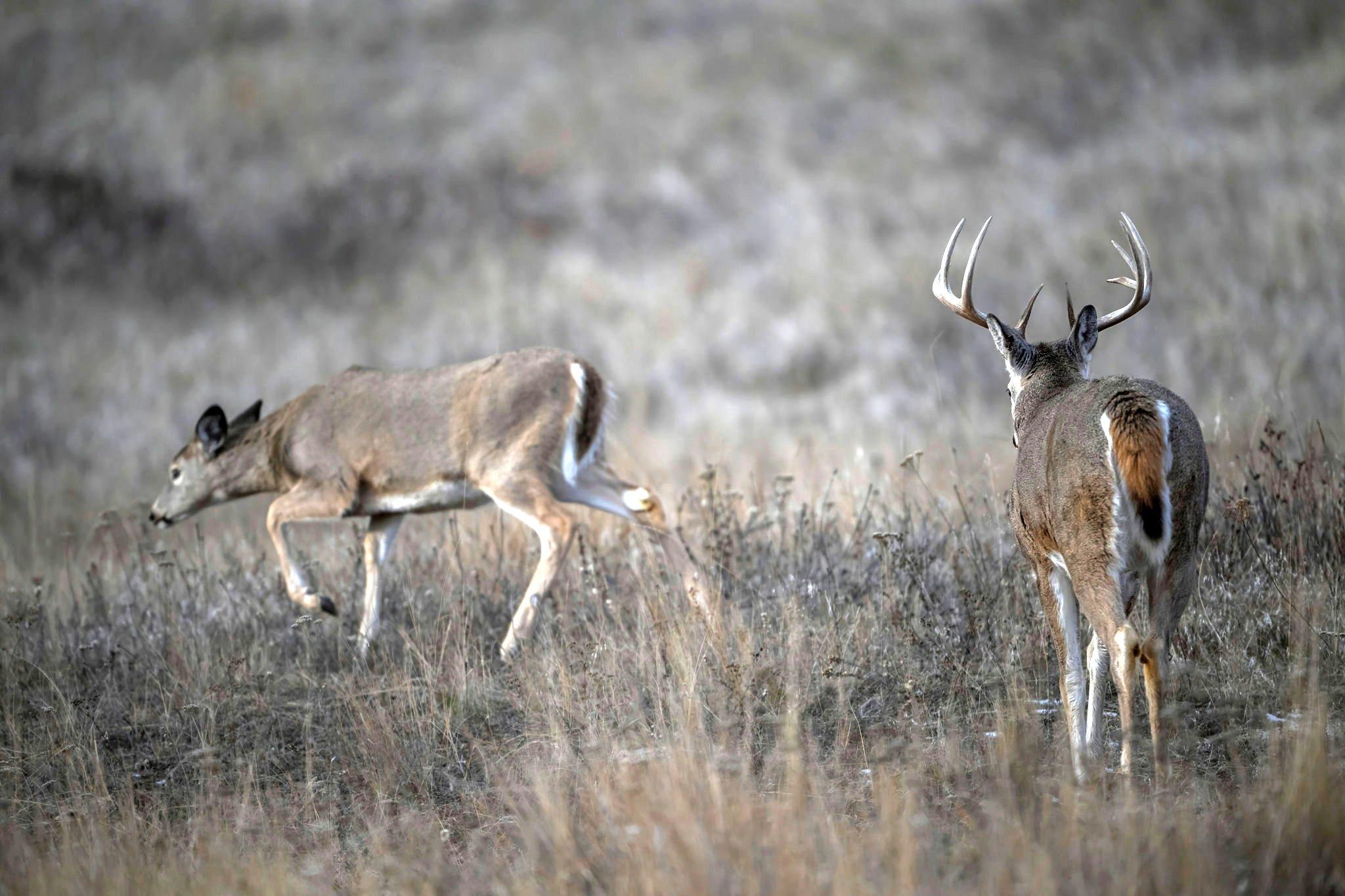 Image: deer_days_1