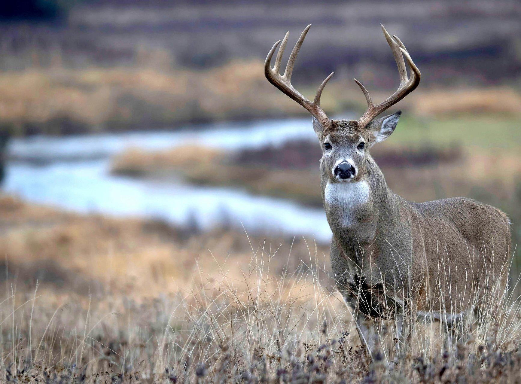Image: deer_days_3