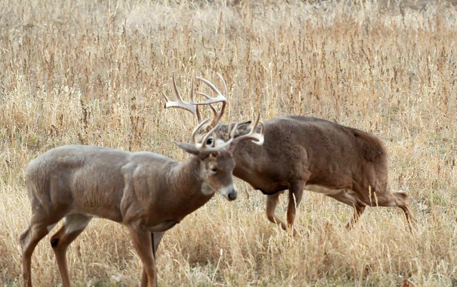 5 Reasons to Use a Deer Decoy This Fall Realtree Camo