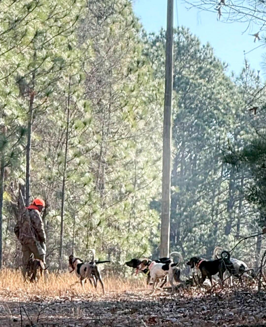 Image: deer_dogging_12