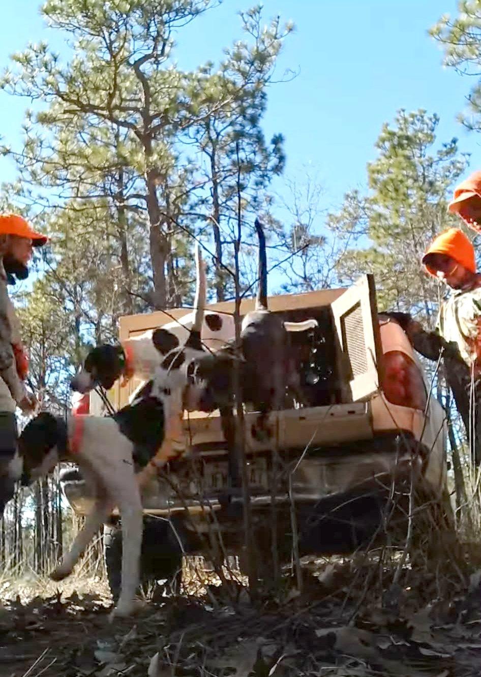 Image: deer_dogging_5