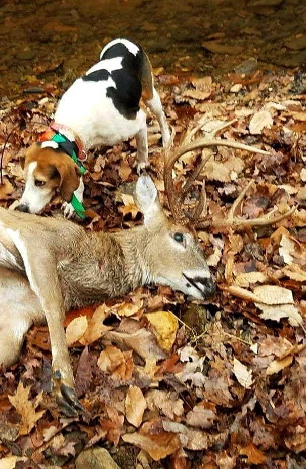 Image: deer_dogging_7